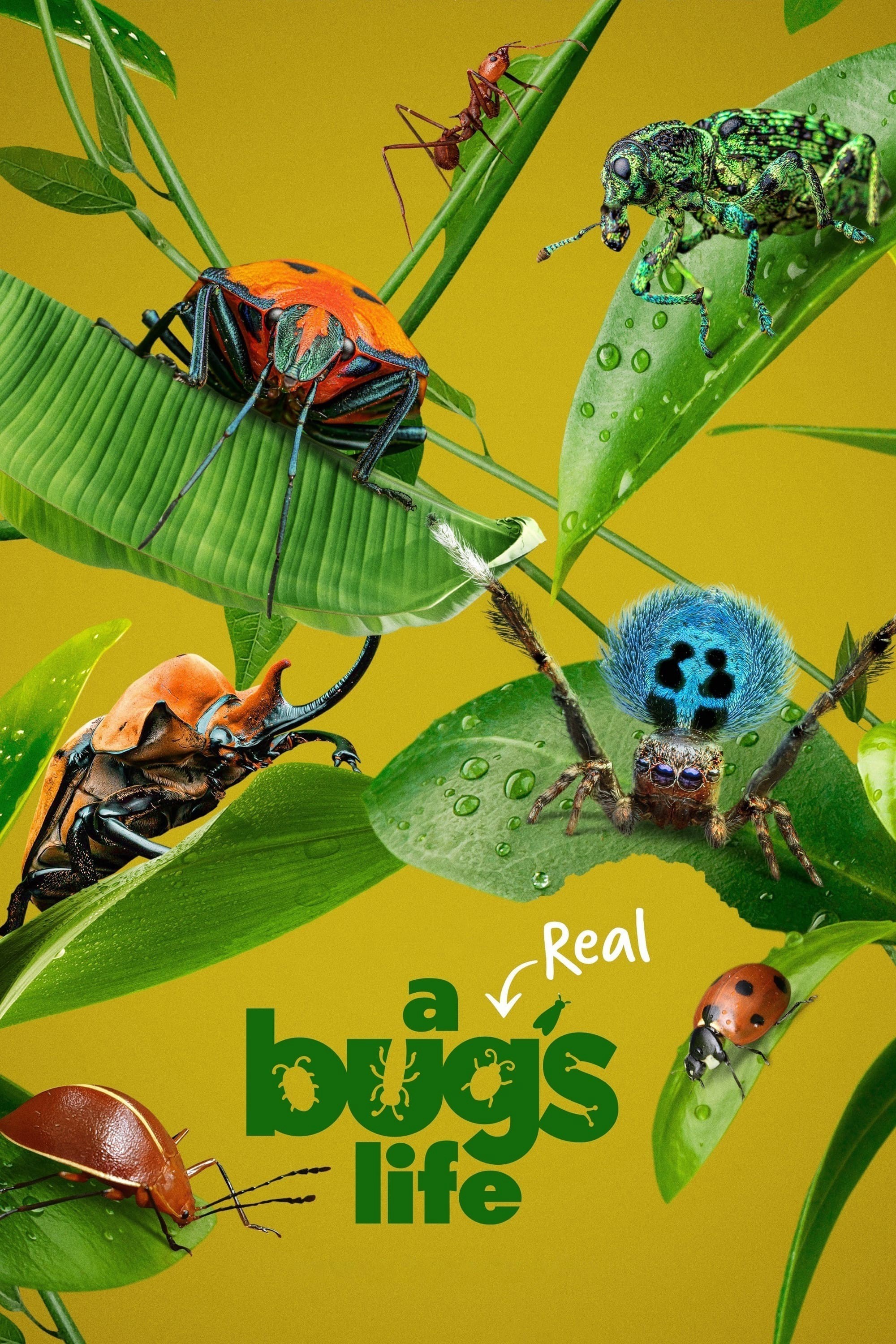 Xem phim A Real Bug's Life