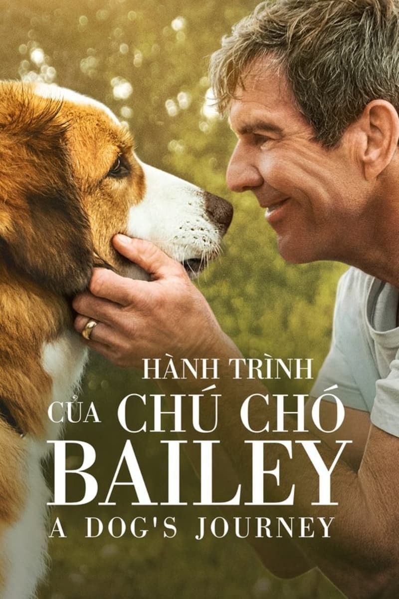 Xem phim Hành Trình Của Chú Chó Bailey