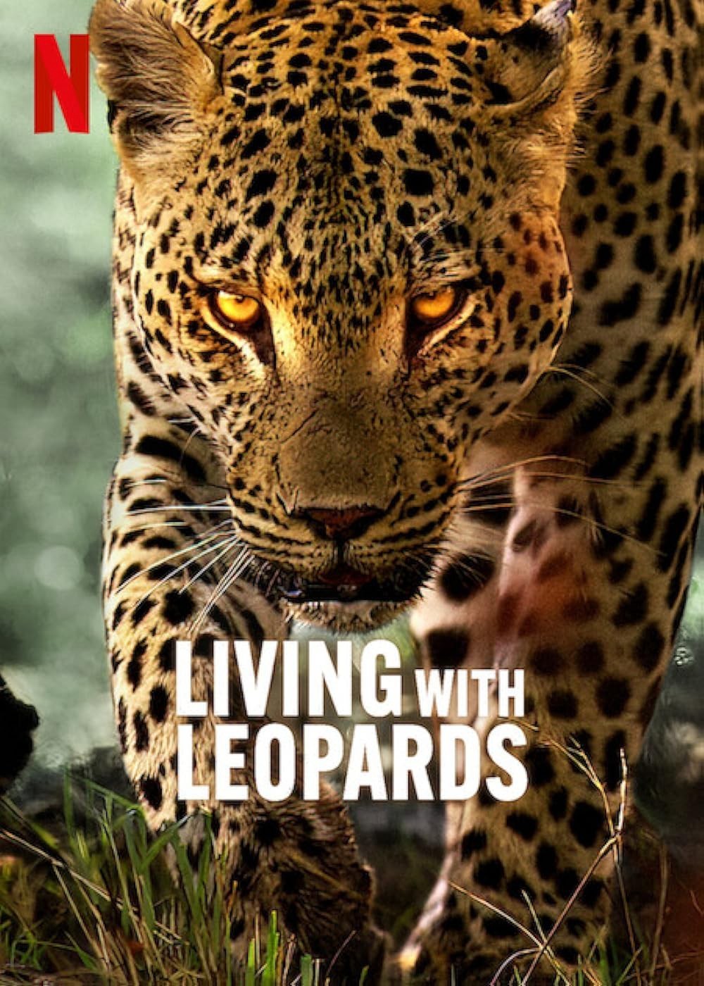 Xem phim Living with Leopards